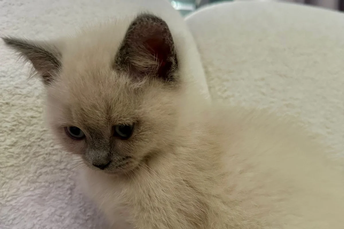 2 aylık bluepoint kedi 9