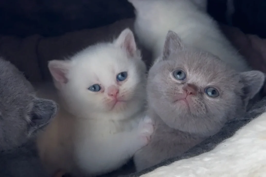 6 adet 100% Safkan British Shorthair Yavruları 2