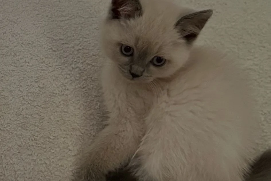 2 aylık bluepoint kedi 2