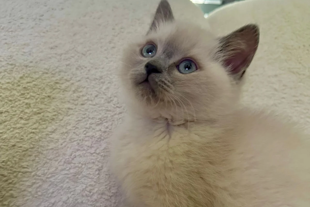 2 aylık bluepoint kedi 4