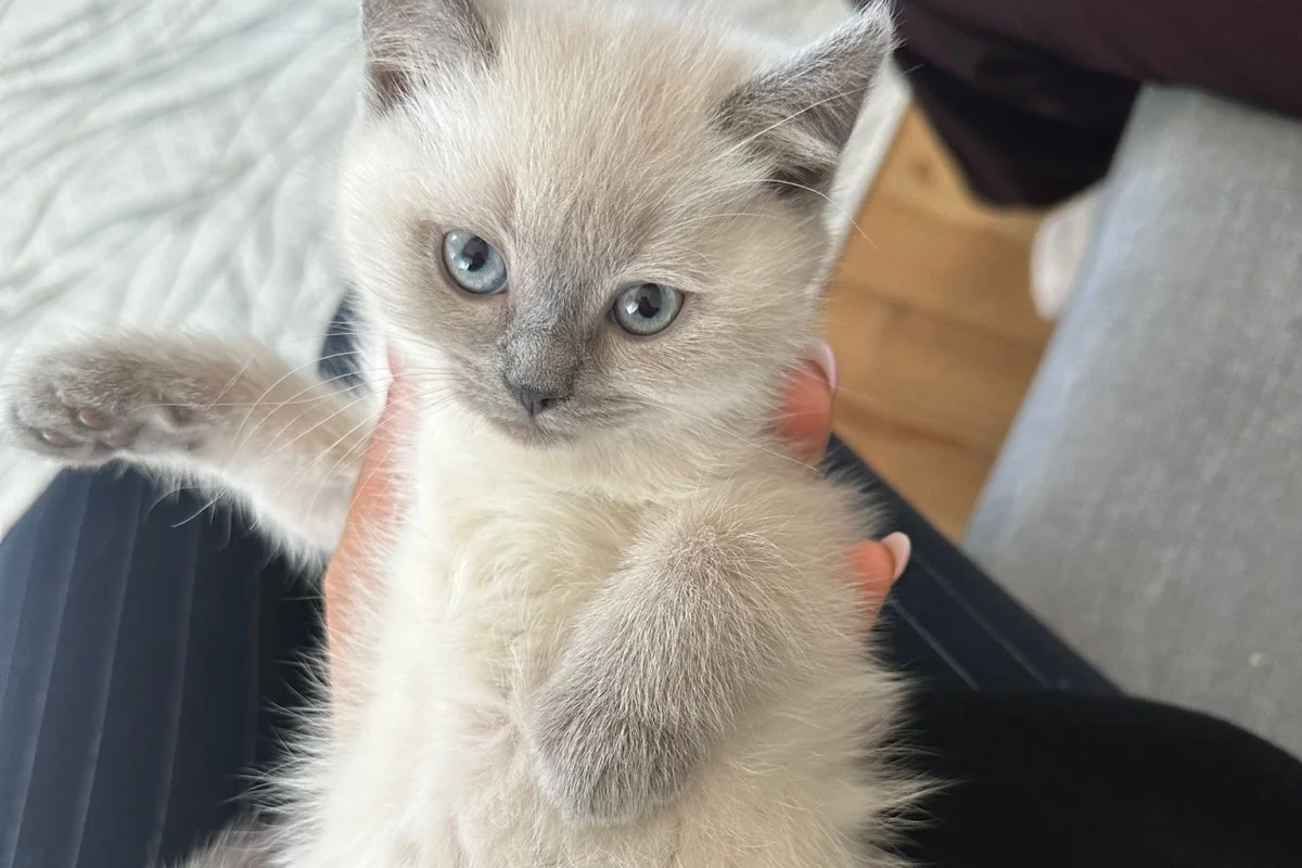 2 aylık bluepoint kedi 3