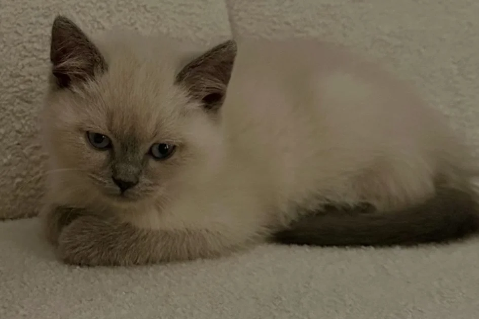 2 aylık bluepoint kedi 5
