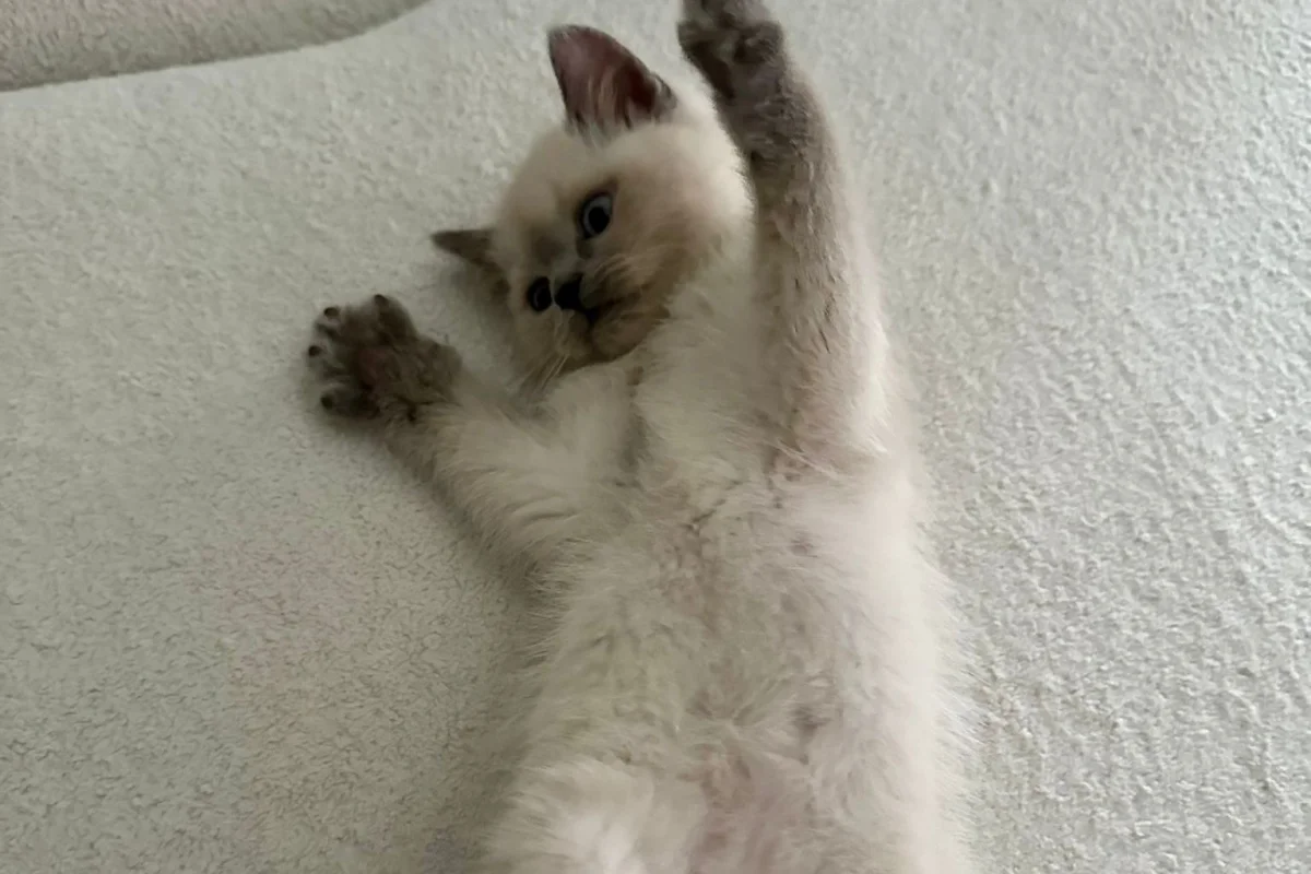 2 aylık bluepoint kedi 8