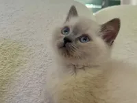 2 aylık bluepoint kedi