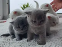 6 adet 100% Safkan British Shorthair Yavruları