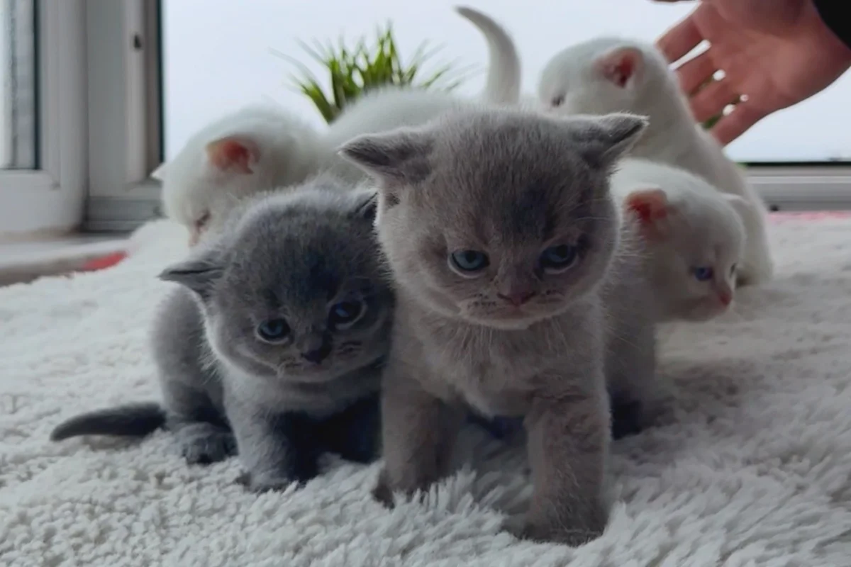 6 adet 100% Safkan British Shorthair Yavruları 1