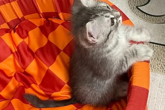 MİLKA - British Shorthair Kırması. 6