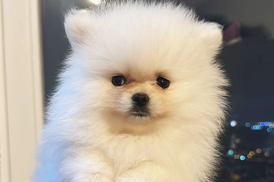 Pomerian boo Ayı surat beyaz dişi 1