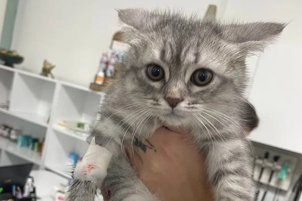 MİLKA - British Shorthair Kırması. 3