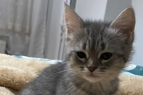 MİLKA - British Shorthair Kırması. 2