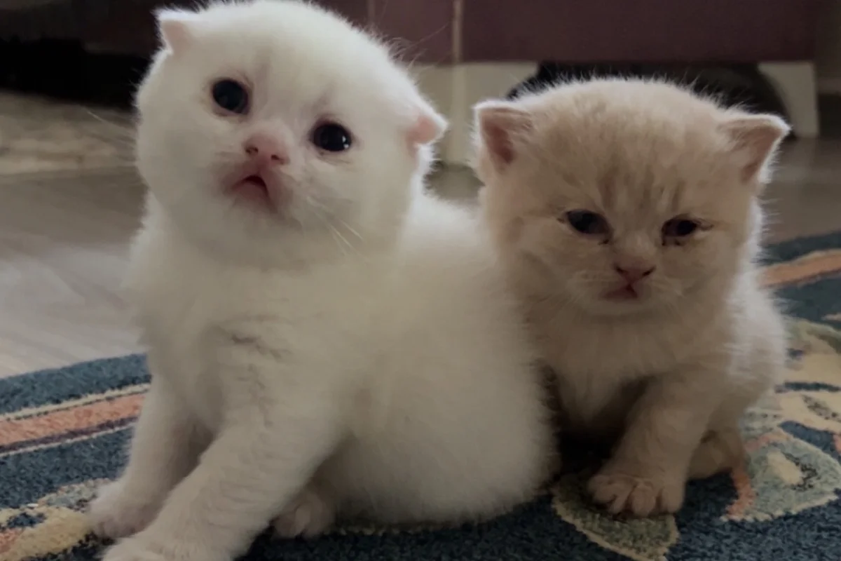 Scottish Fold yavrular 2 aylık (British Shorthair kırması) 4