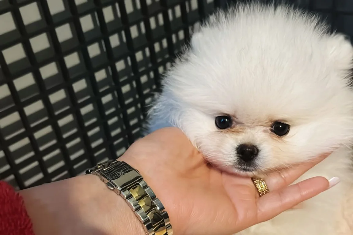 Pomerian boo Ayı surat beyaz dişi 3