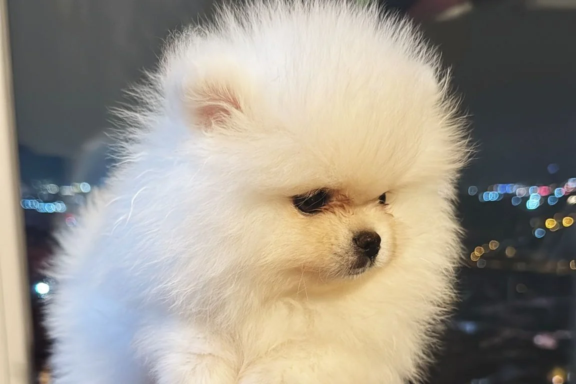 Pomerian boo Ayı surat beyaz dişi 4