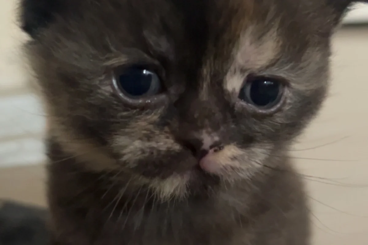 Scottish Fold yavrular 2 aylık (British Shorthair kırması) 3