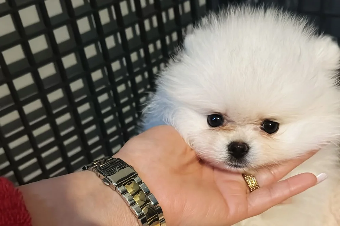 Pomerian boo Ayı surat beyaz dişi 2