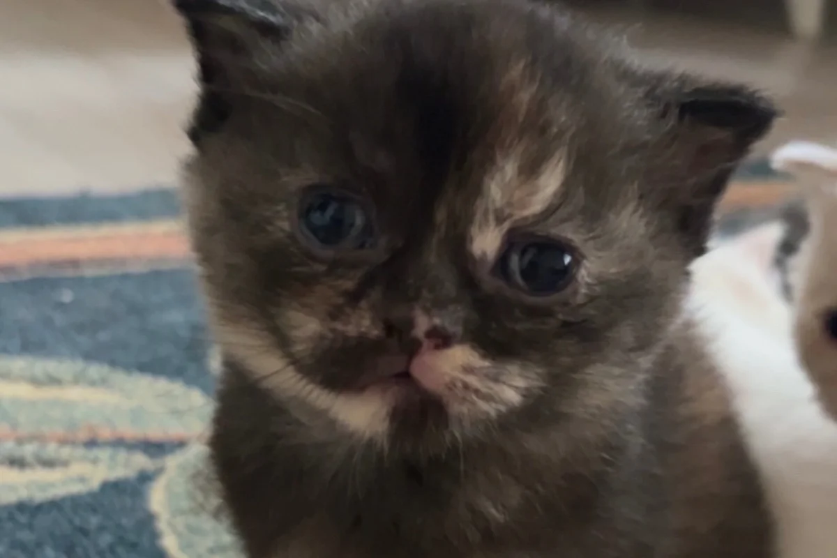 Scottish Fold yavrular 2 aylık (British Shorthair kırması) 2