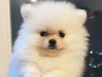 Pomerian boo Ayı surat beyaz dişi