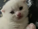 Scottish Fold yavrular 2 aylık (British Shorthair kırması)
