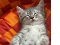 MİLKA - British Shorthair Kırması.