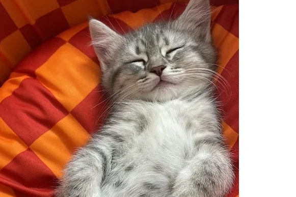 MİLKA - British Shorthair Kırması. 5