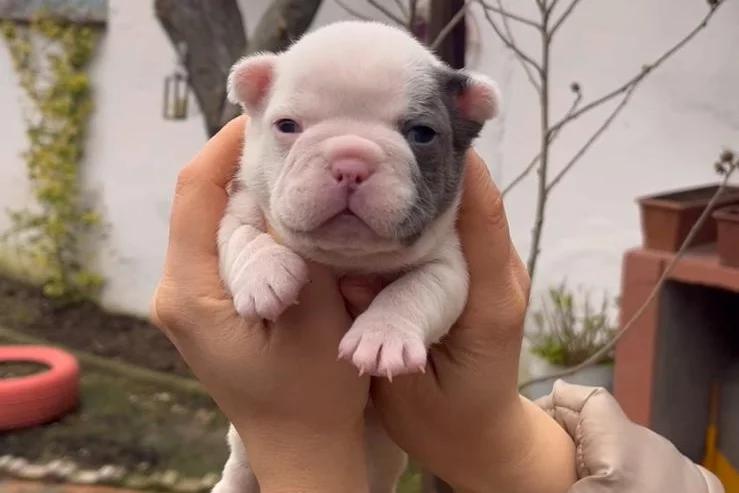 SAFKAN EGZOTİK FRENCH BULLDOG YAVRULARIM REZERVEDE 4