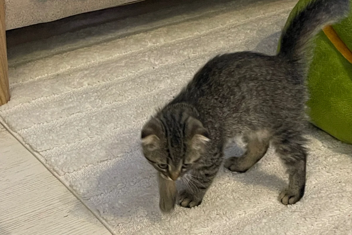 3 Aylık Erkek Scottish Fold 5