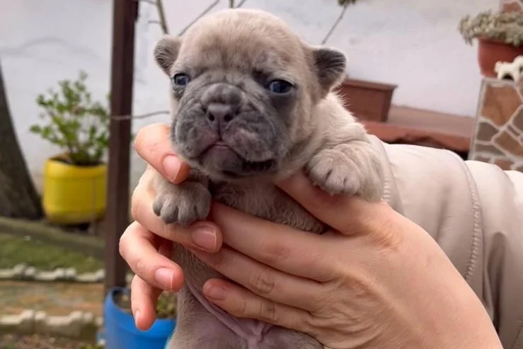 SAFKAN EGZOTİK FRENCH BULLDOG YAVRULARIM REZERVEDE 1