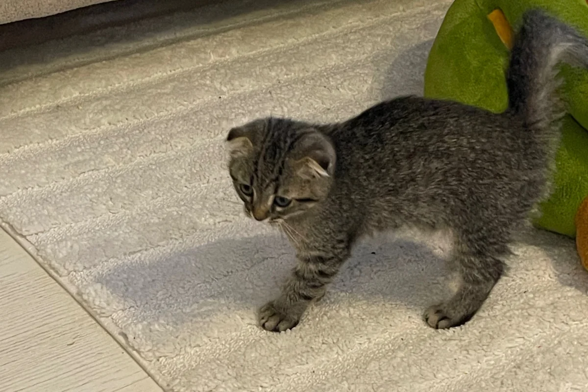3 Aylık Erkek Scottish Fold 4