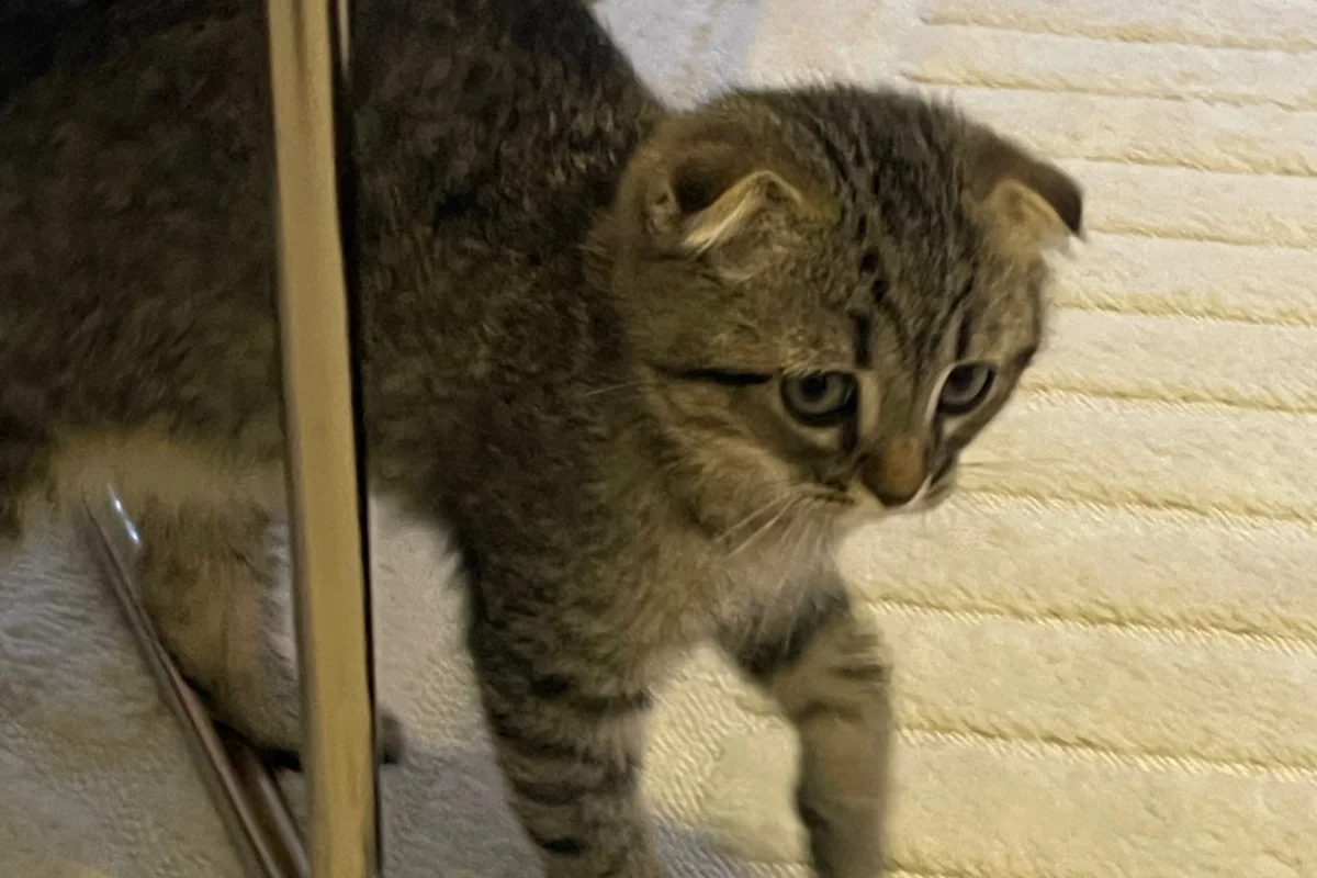 3 Aylık Erkek Scottish Fold 3