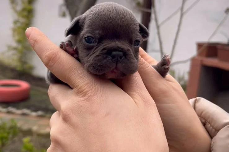 SAFKAN EGZOTİK FRENCH BULLDOG YAVRULARIM REZERVEDE 10