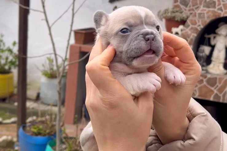 SAFKAN EGZOTİK FRENCH BULLDOG YAVRULARIM REZERVEDE 9