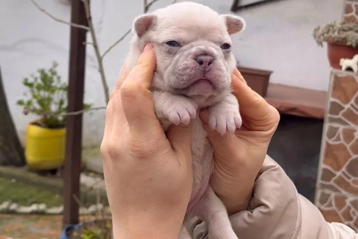 SAFKAN EGZOTİK FRENCH BULLDOG YAVRULARIM REZERVEDE 6