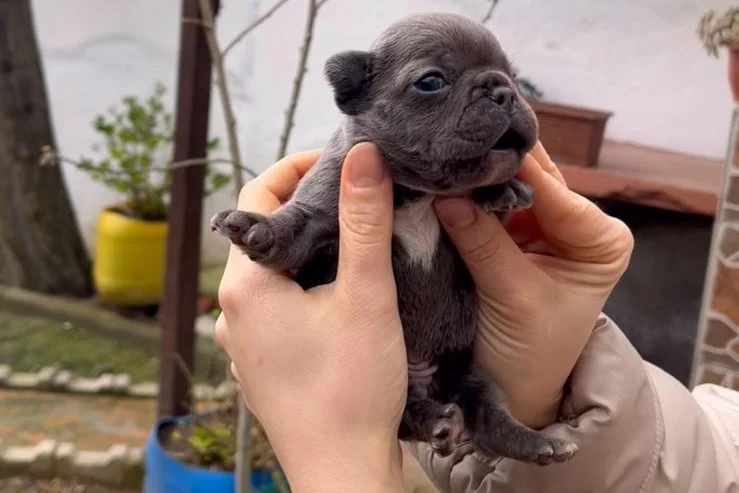SAFKAN EGZOTİK FRENCH BULLDOG YAVRULARIM REZERVEDE 5