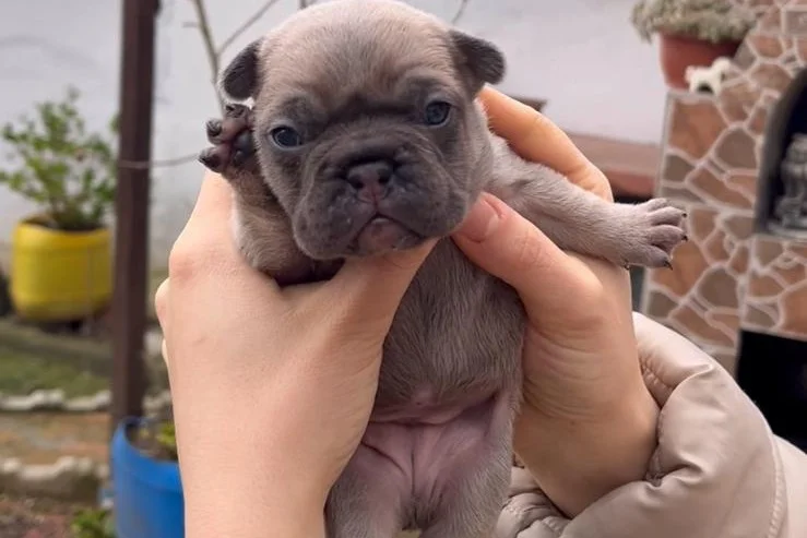 SAFKAN EGZOTİK FRENCH BULLDOG YAVRULARIM REZERVEDE 7