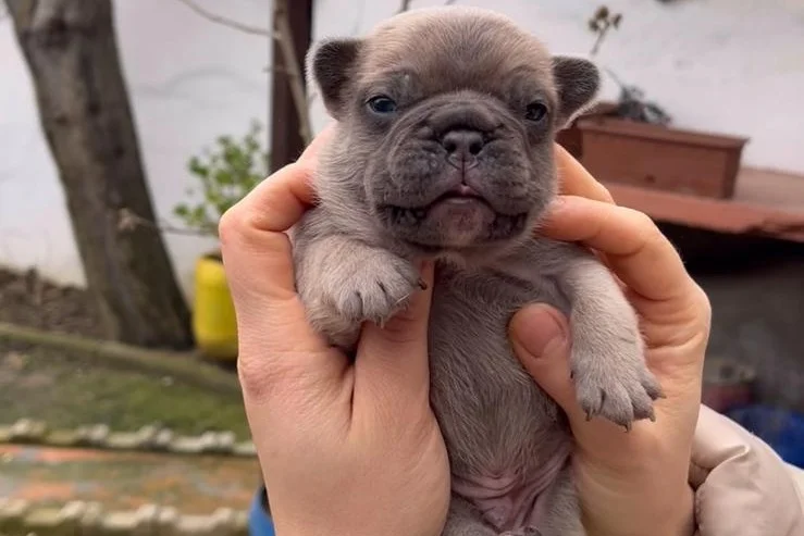 SAFKAN EGZOTİK FRENCH BULLDOG YAVRULARIM REZERVEDE 3