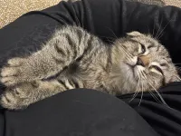 3 Aylık Erkek Scottish Fold