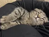 3 Aylık Erkek Scottish Fold