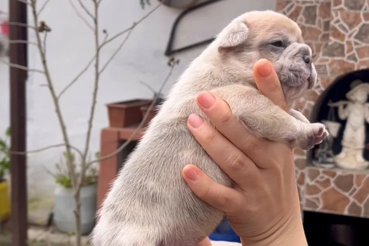 SAFKAN EGZOTİK FRENCH BULLDOG YAVRULARIM REZERVEDE 2