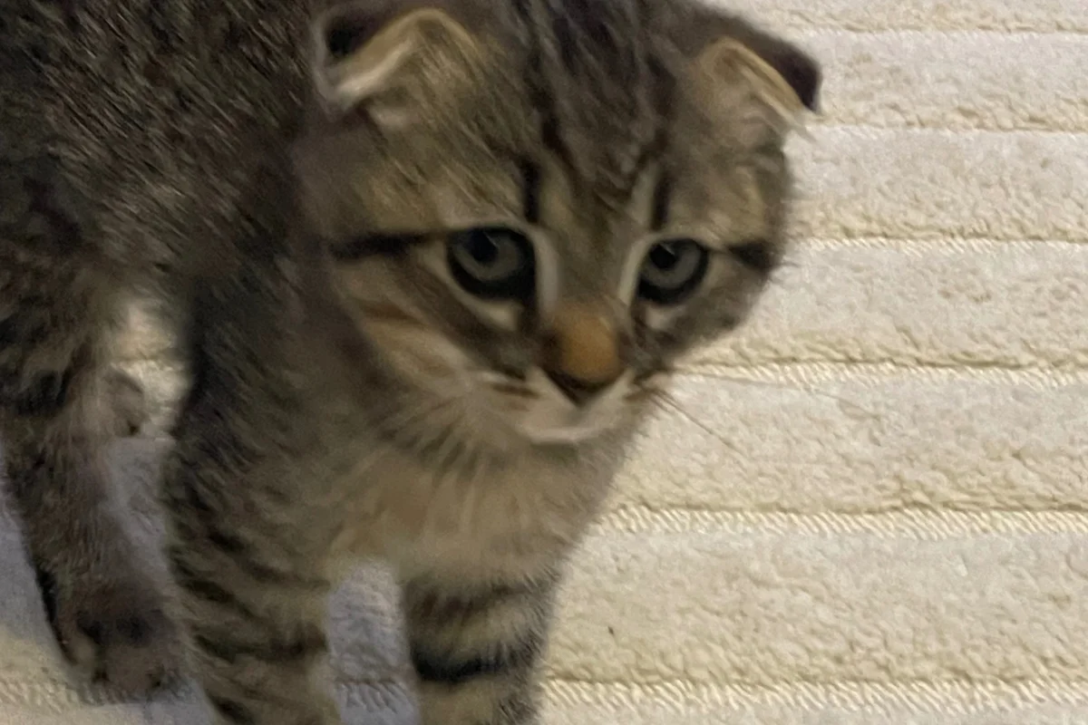 3 Aylık Erkek Scottish Fold 6