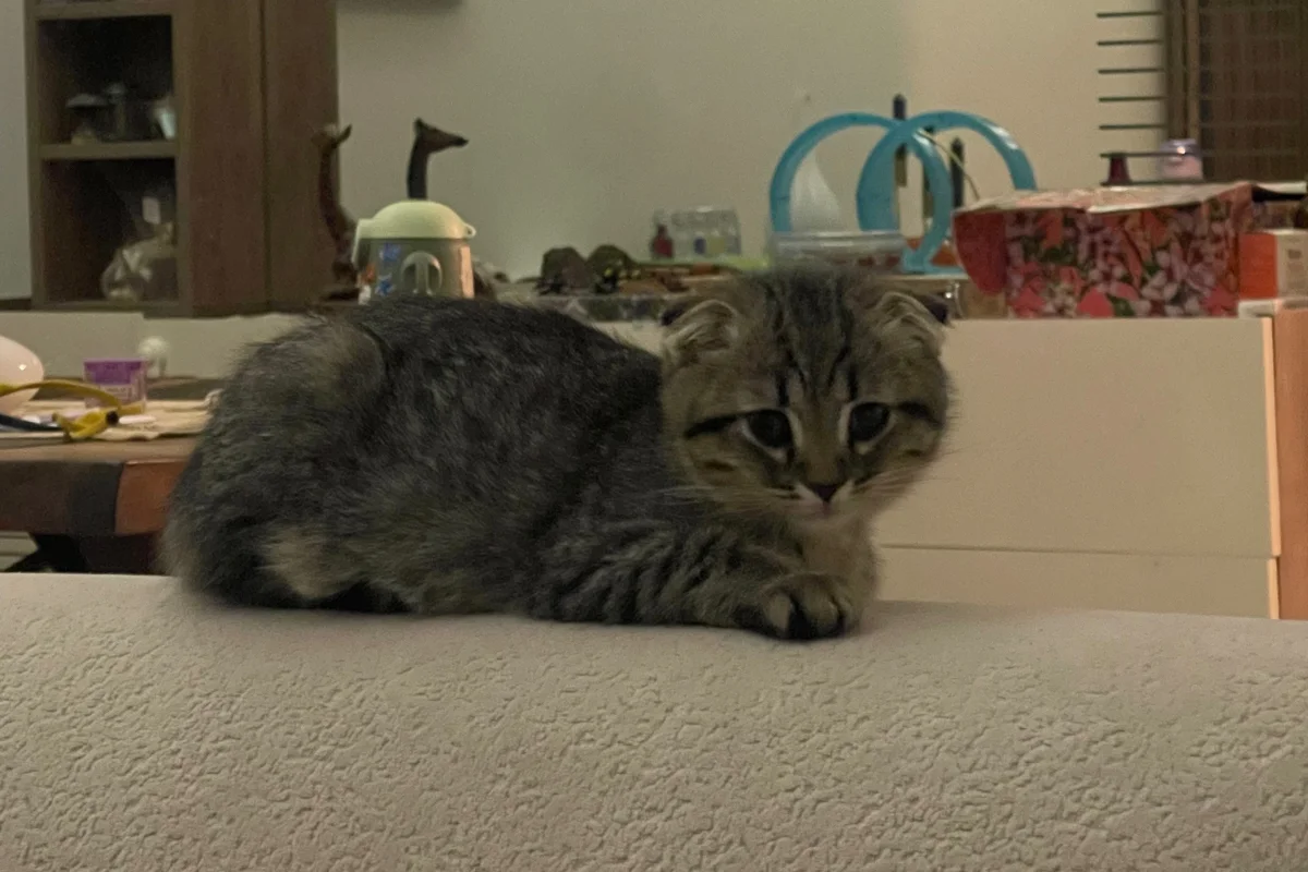 3 Aylık Erkek Scottish Fold 2