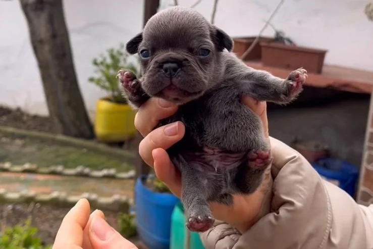 SAFKAN EGZOTİK FRENCH BULLDOG YAVRULARIM REZERVEDE 8