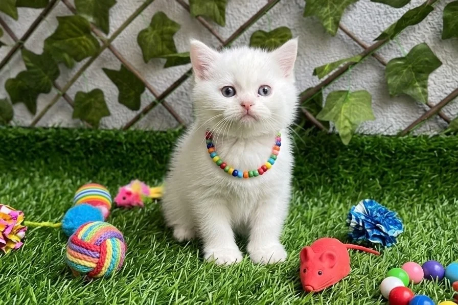 KARBEYAZI BONCUK YAKIŞIKLI BRİTİSH 3