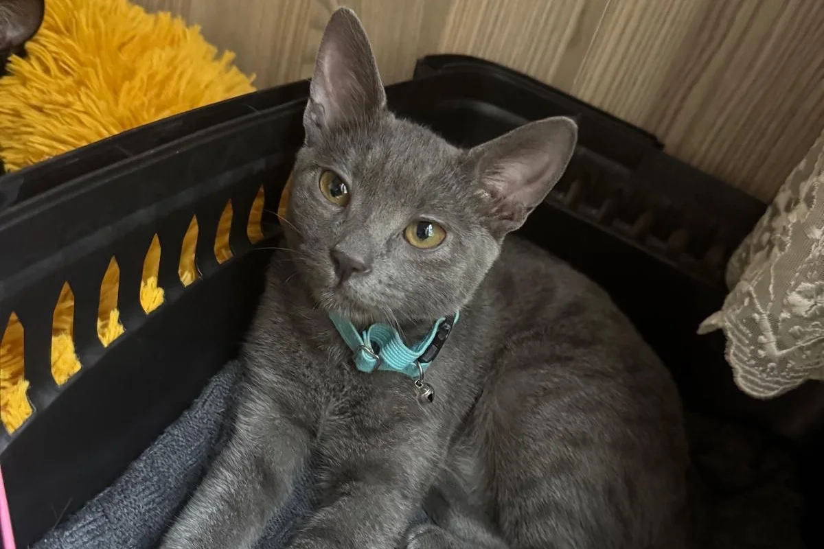 Russian blue kızıma yuva arıyorum 2