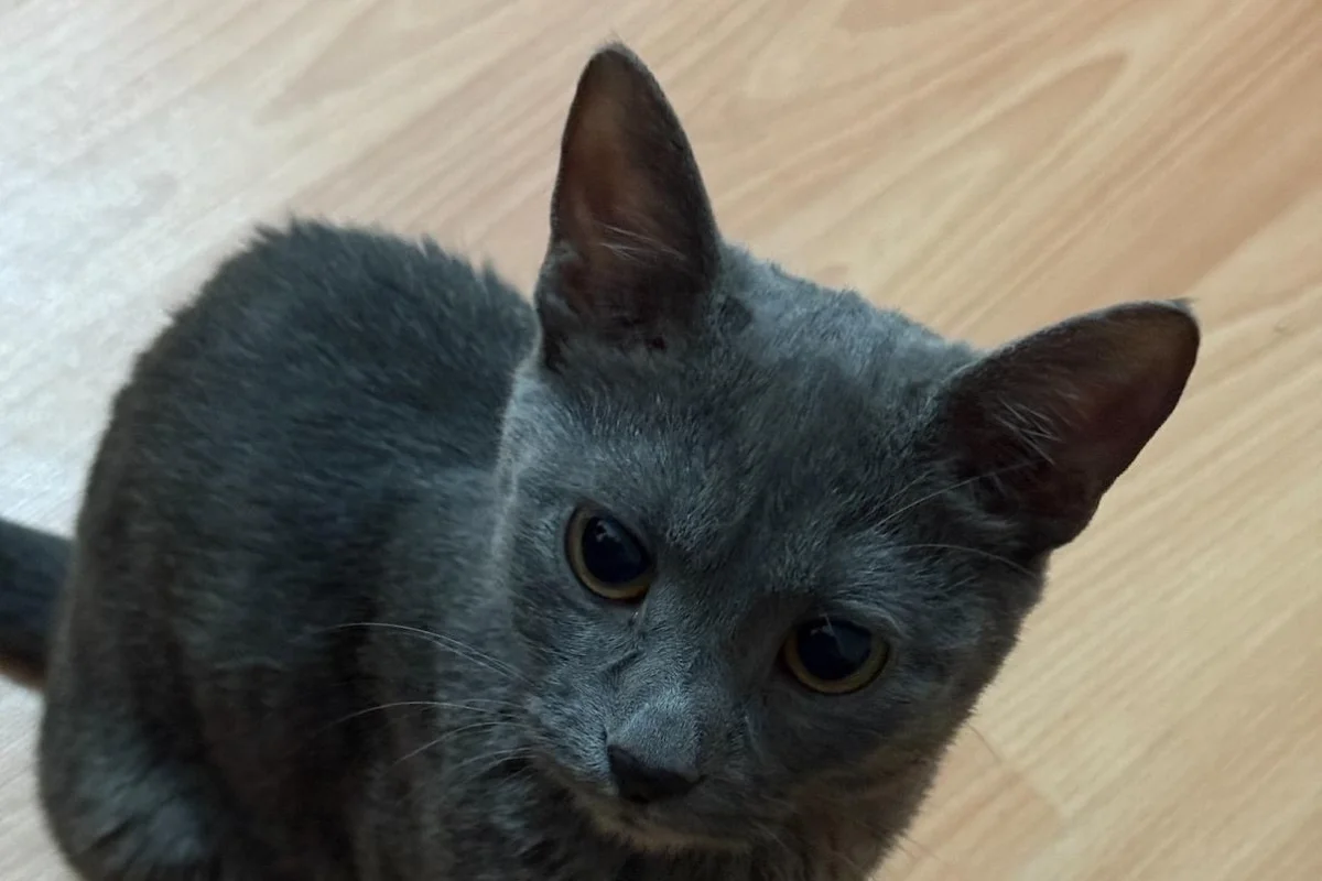 Russian blue kızıma yuva arıyorum 3