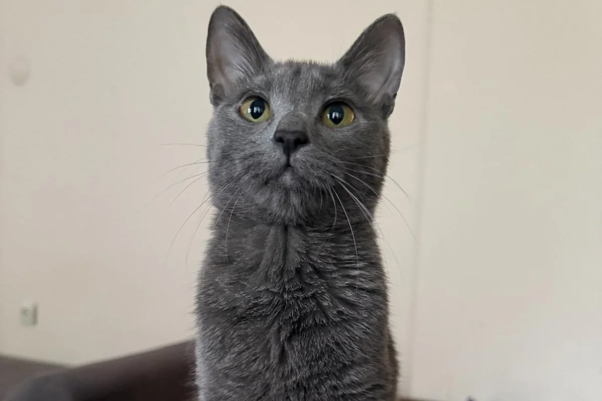 Russian blue kızıma yuva arıyorum 4