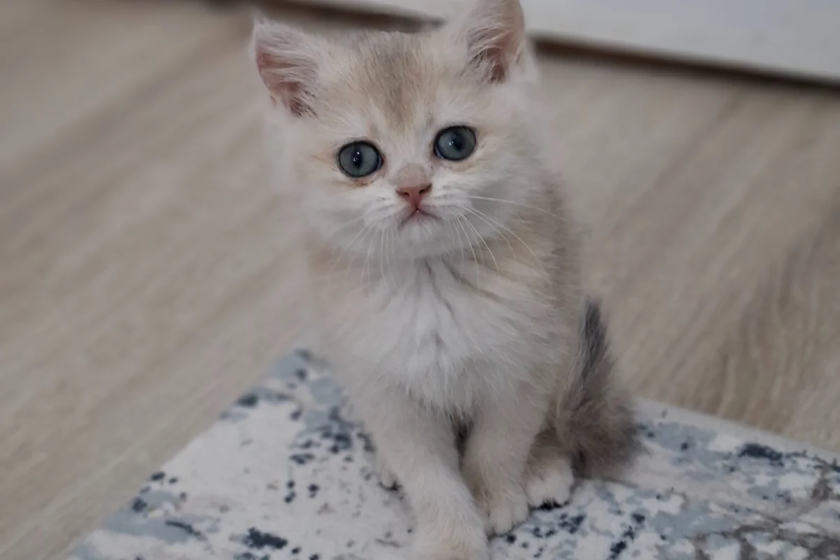 Golden cy 12 safkan bebeğim teslime hazır 2