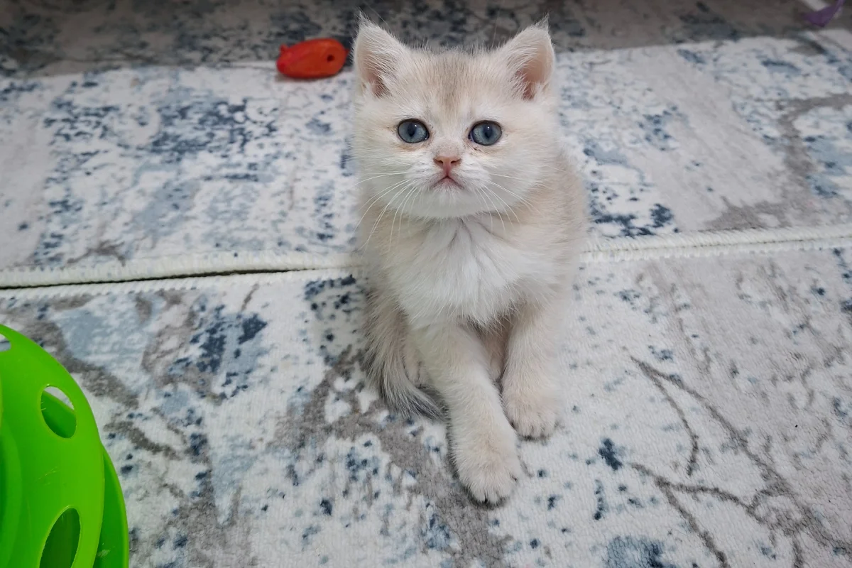 Golden cy 12 safkan bebeğim teslime hazır 4