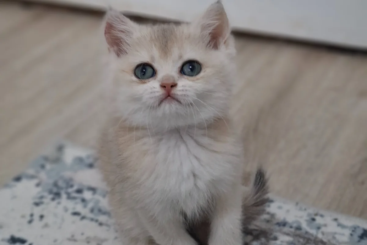 Golden cy 12 safkan bebeğim teslime hazır 3