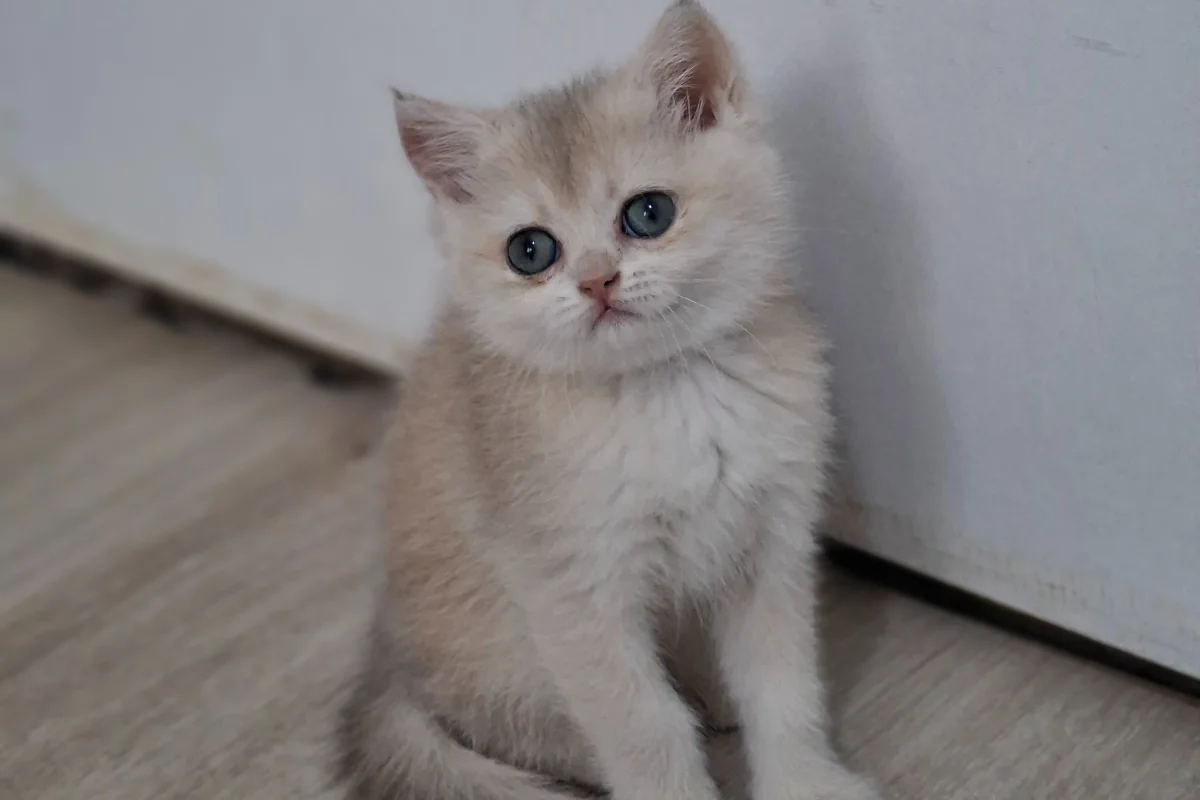 Golden cy 12 safkan bebeğim teslime hazır 1