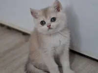 Golden cy 12 safkan bebeğim teslime hazır